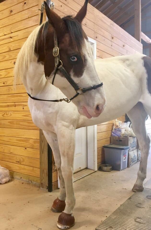 Tancho, a brown-and-white paint horse with one blue eye, standing in the barn in his halter.